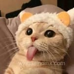 Avatar Luis Felipe Esquivel